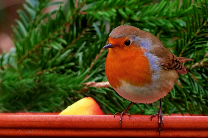 Bruin, wit en oranje kleine vogel zittend op hout nabij een dennenboomblad