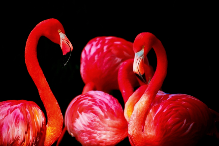 Red Flamingos