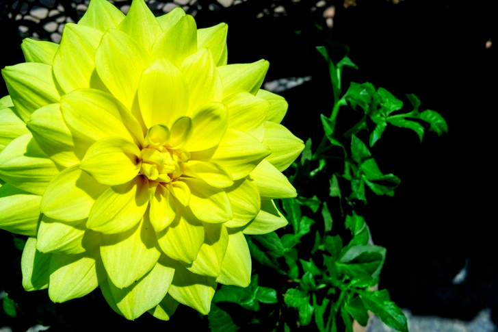Yellow Petaled Flower