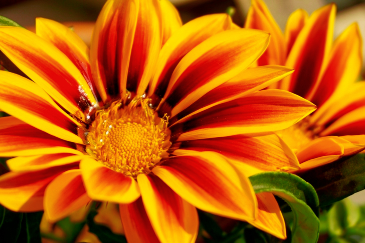 Yellow Petaled Flowers