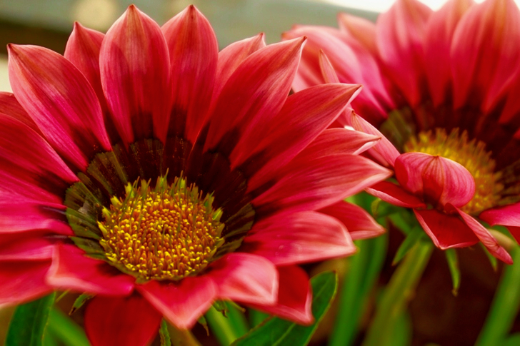 Two Red Petaled Flowers