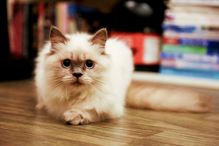 Long-coated White and Brown Cat on Wooden Surface