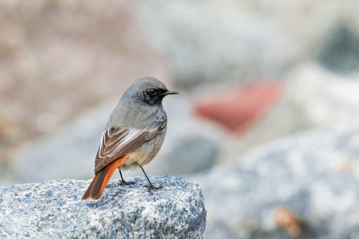 Selective Focus of Black and Brown Short-beaked Bird
