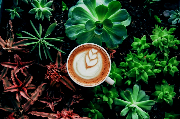 Coffee Latte Near Green Plant