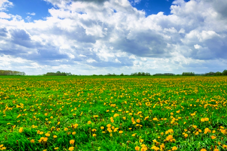 Yellow Flower Field