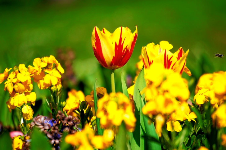 Yellow Clustered Flowers