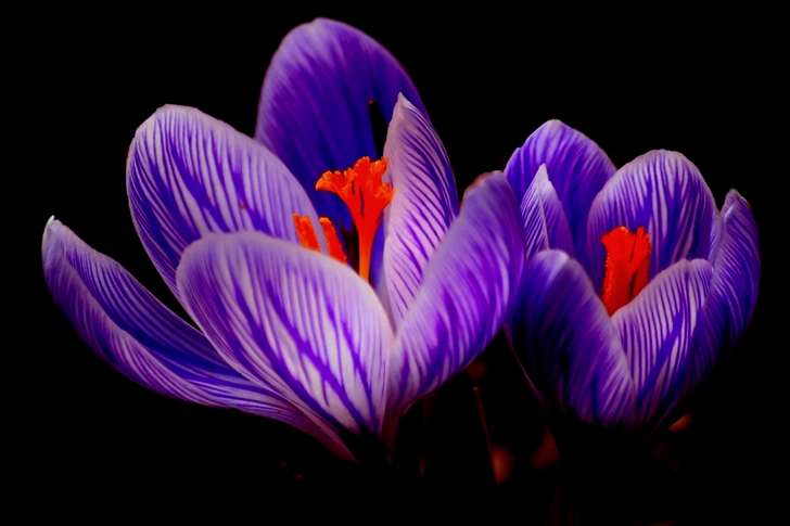Purple Petal Flowers in Black Background
