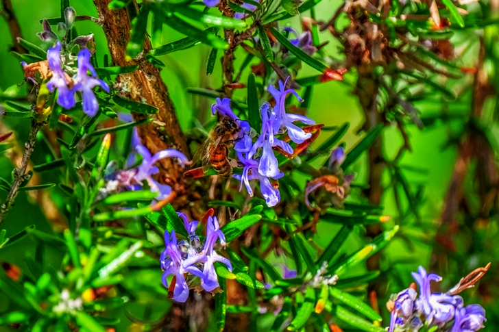 Purple Petaled Flowers in Bloom