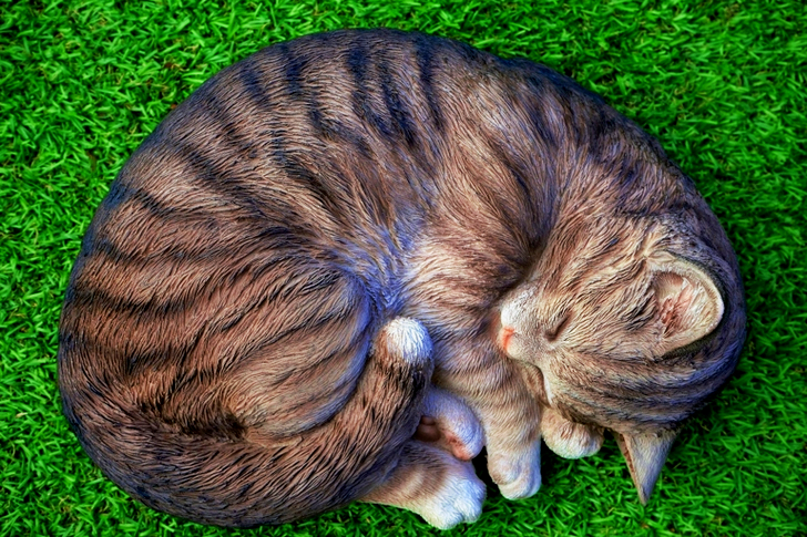Cat Lying on Green Grass