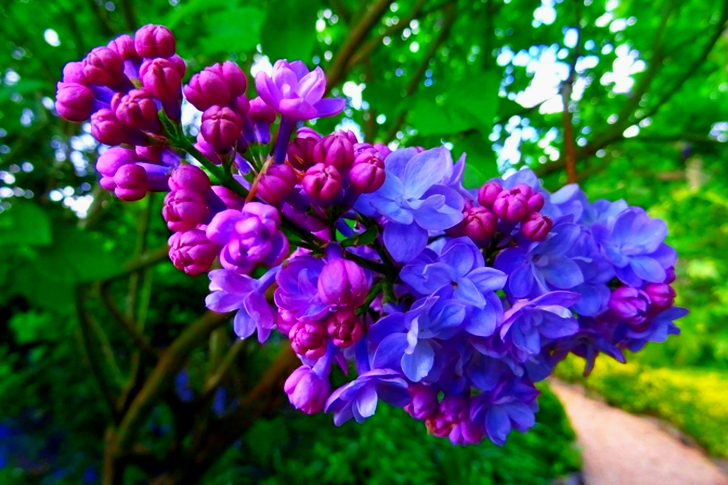 Shallow Focus of Purple Flowers