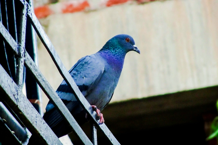 Blue Pigeon on Metal Rail