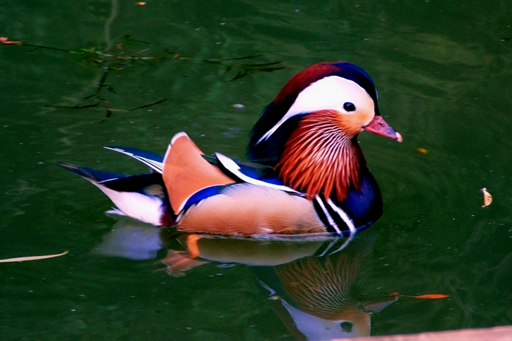 Blue and Brown Duck