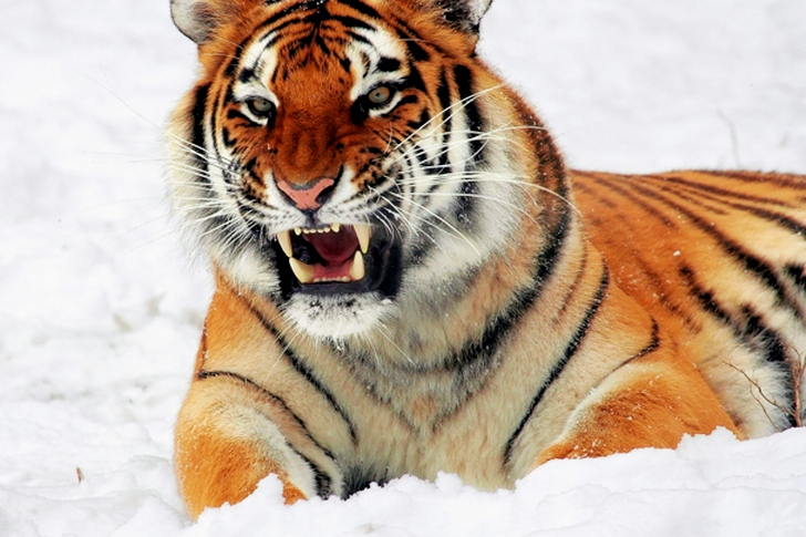 Tiger Showing His Fangs While Lying on White Surface