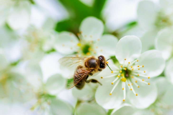Black Bee on White Flower