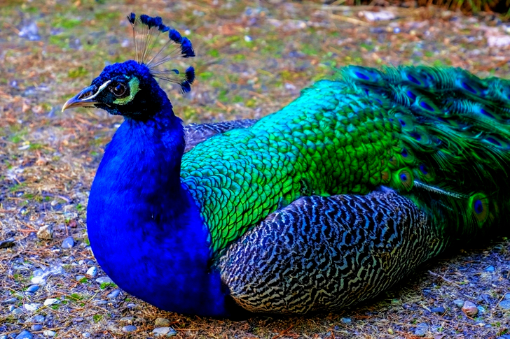 Peacock Lying on Ground