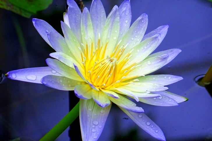 Lotus Flower Near Purple Surface