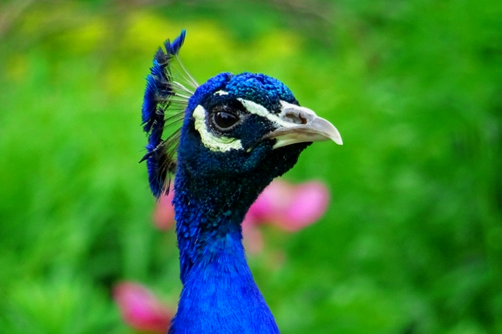 Wildlife of Blue Peacock