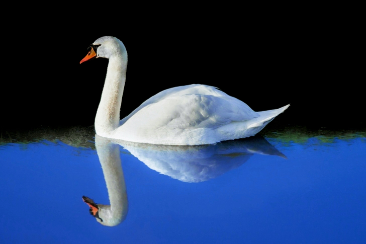 White Swan