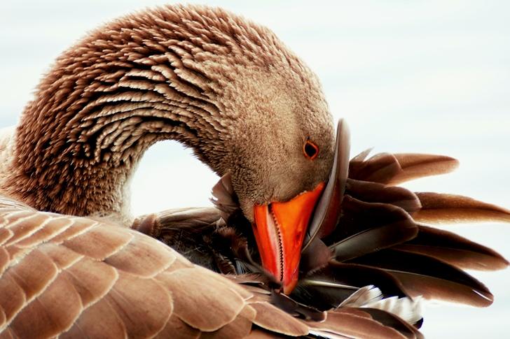 Brown Bird Character