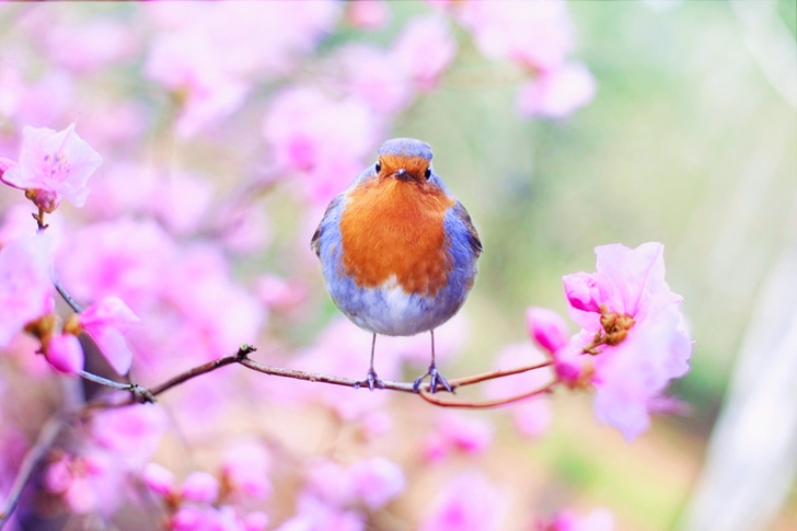 Shallow Focus of Bird