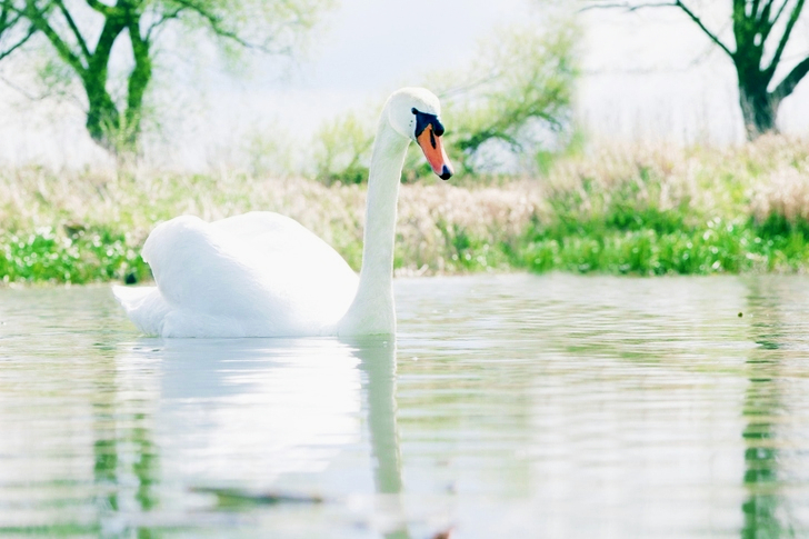 Swan in Body of Water