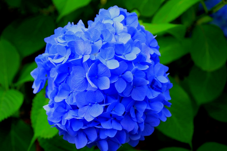 Flor de pétalas roxas