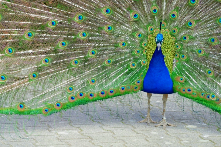 Sininen ja vihreä riikinkukko