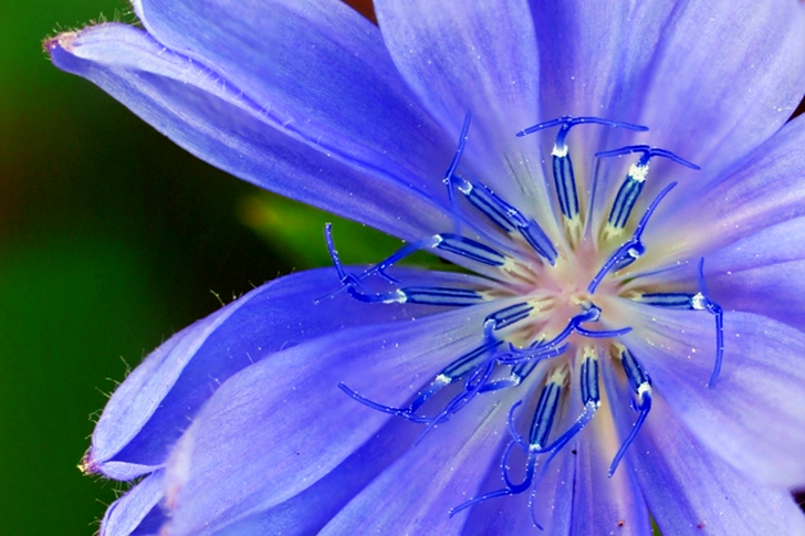 Shallow Focus of Purple Flower