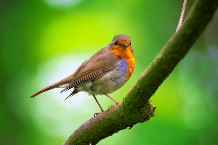 Shallow Focus of Gray and Orange Bird