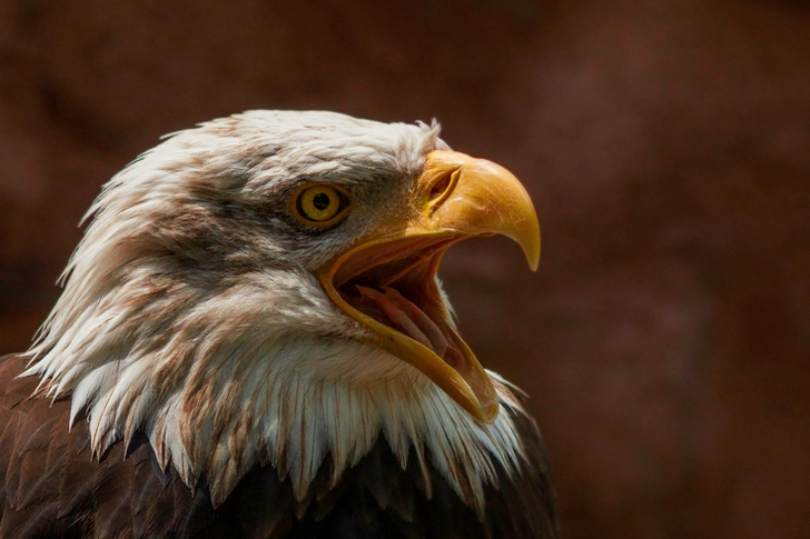 Lähikuva Bald Eaglesta