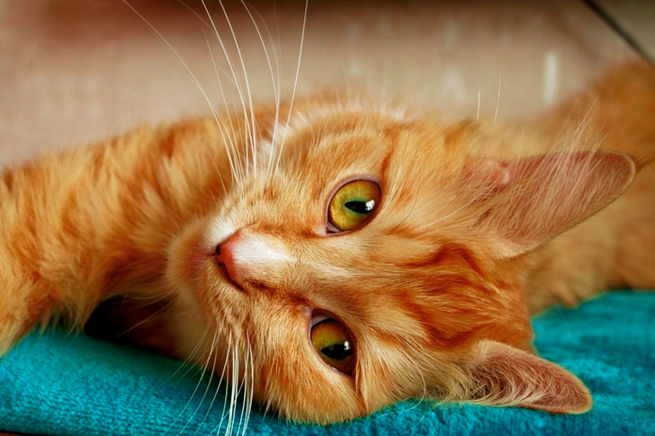 Orange Tabby Cat Lying on Green Cloth
