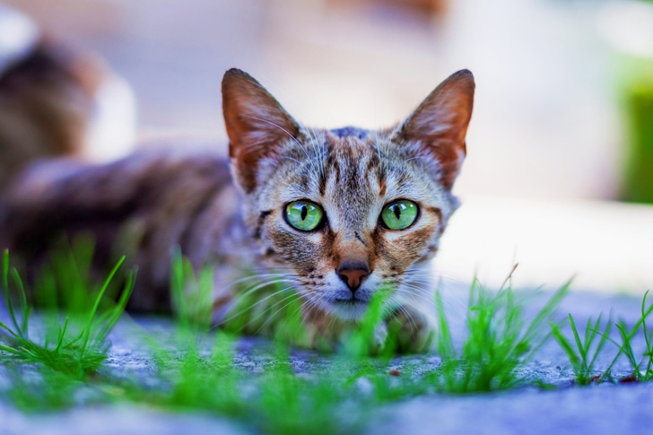 Cat Lying on Pavement