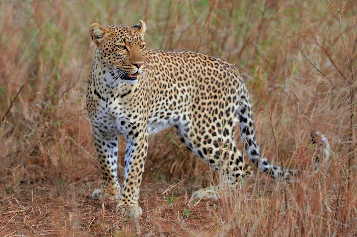 Brown and Black Cheetah