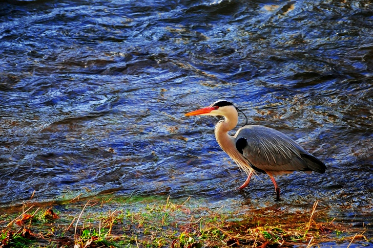 Great Blue Heron Standing on Water