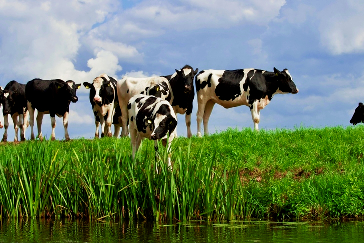Group White and Black Cow