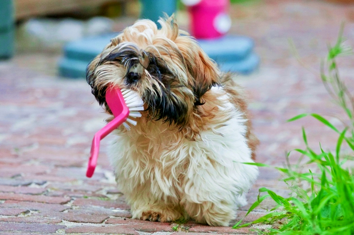 Adult Brown and White Shih Tzu