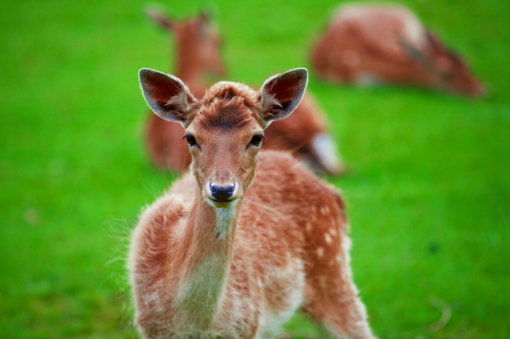 Mise au point superficielle du cerf brun