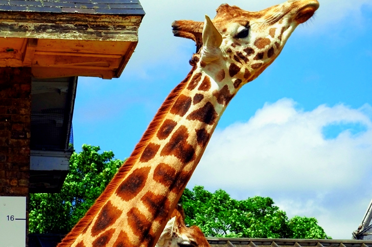 Giraffe Under Sunny Sky