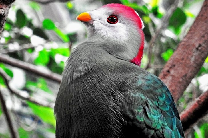 Red-headed Bird Perched on Tree