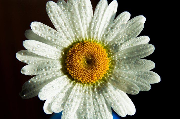 White Daisy in Macro Shot