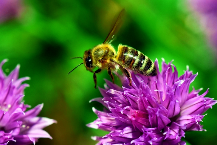 Gele bij op een paarse bloem