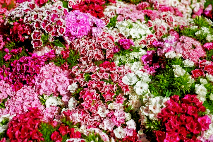 Bed of Pink and White Flowers