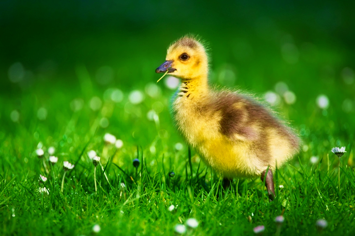 Yellow and Brown Duckling on Green Grass