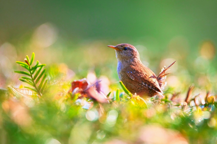 Selective Focus of Brown Bird