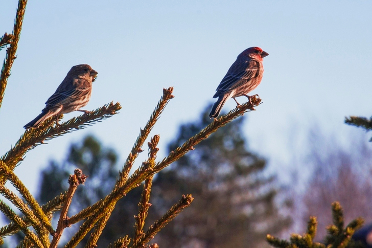 Two Sparrows on Branch Close-up