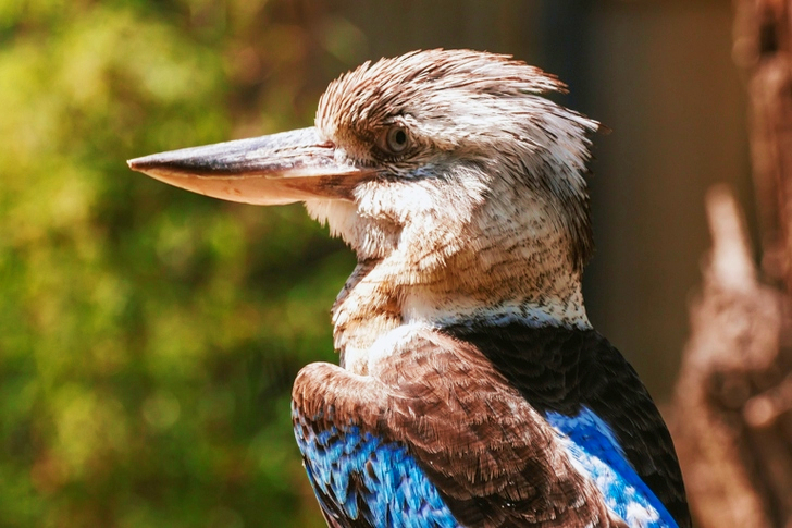 White and Brown Long-beaked Bird