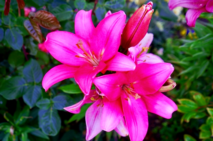 Paarse Hibiscusbloemen