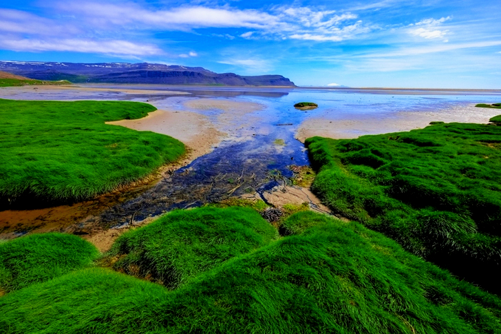 Top View of Green Grass Near Seashore