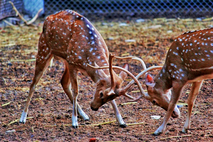 Two Dear Ramming Each Other