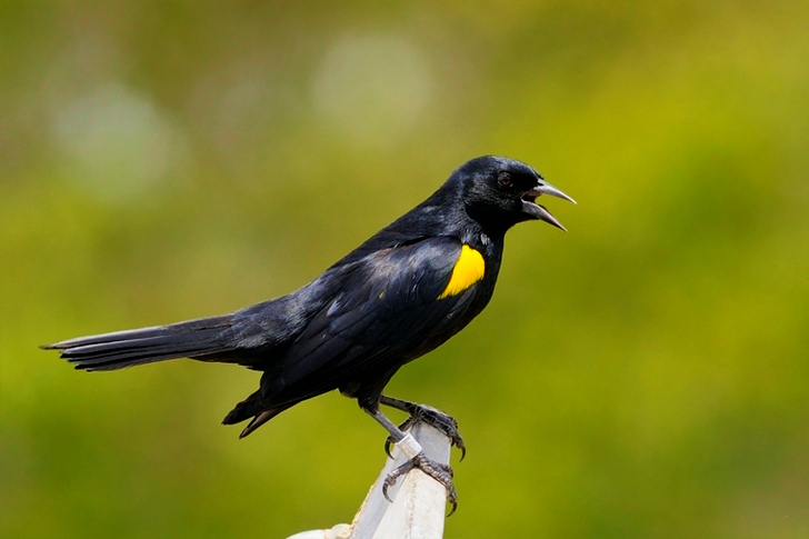 Svart og gul kråke